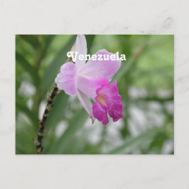 Orchideen Postkarte