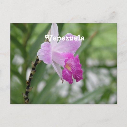 Orchideen Postkarte (Vorderseite)
