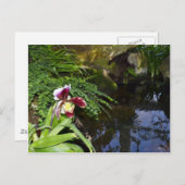 Orchideen Postkarte (Vorne/Hinten)