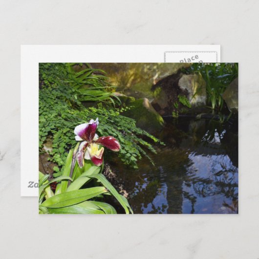 Orchideen Postkarte (Vorne/Hinten)