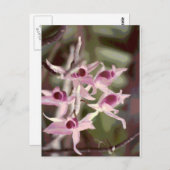 Orchideen Postkarte (Vorne/Hinten)