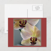 Orchideen Postkarte (Vorne/Hinten)