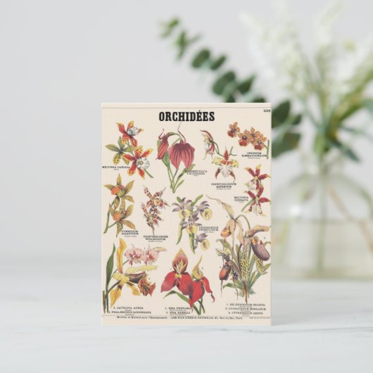 Orchideen Postkarte (Stehend Vorderseite)