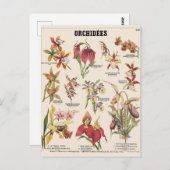 Orchideen Postkarte (Vorne/Hinten)