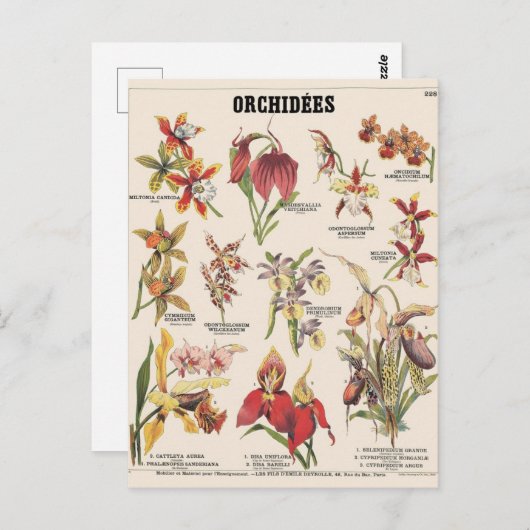 Orchideen Postkarte (Vorne/Hinten)