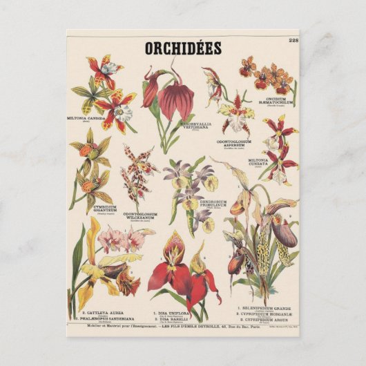 Orchideen Postkarte (Vorderseite)
