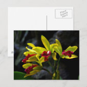 Orchideen Postkarte (Vorne/Hinten)