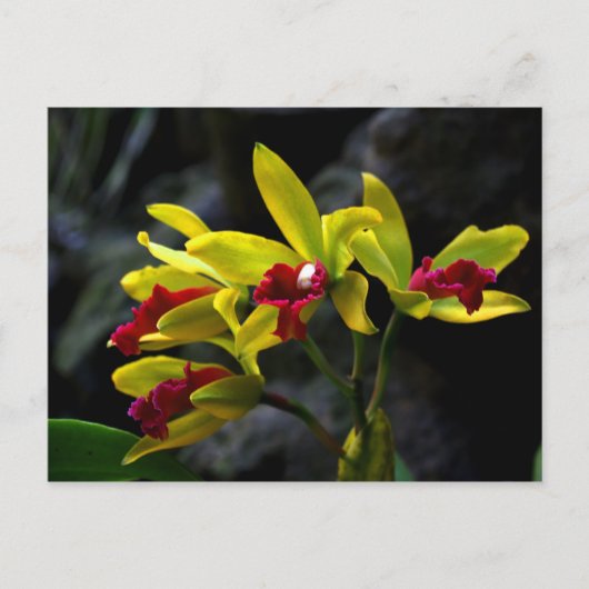 Orchideen Postkarte (Vorderseite)