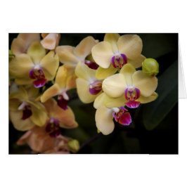 Orchideen, rosa und gelb