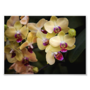 Orchideen, rosa und gelb fotodruck