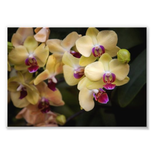 Orchideen, rosa und gelb fotodruck (Vorne)