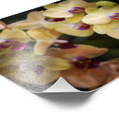 Orchideen, rosa und gelb fotodruck (Ecke)