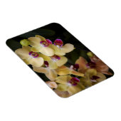 Orchideen, rosa und gelb magnet (Rechte Seite)