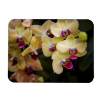 Orchideen, rosa und gelb