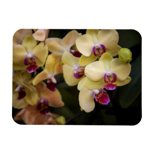 Orchideen, rosa und gelb magnet (Horizontal)