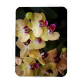Orchideen, rosa und gelb magnet (Vertikal)