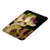 Orchideen, rosa und gelb magnet (Linke Seite)
