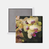 Orchideen, rosa und gelb magnet (Vorderseite/Rückseite)