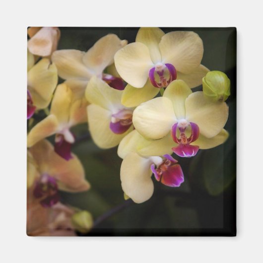 Orchideen, rosa und gelb magnet (Vorne)