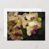 Orchideen, rosa und gelb postkarte (Vorne/Hinten)