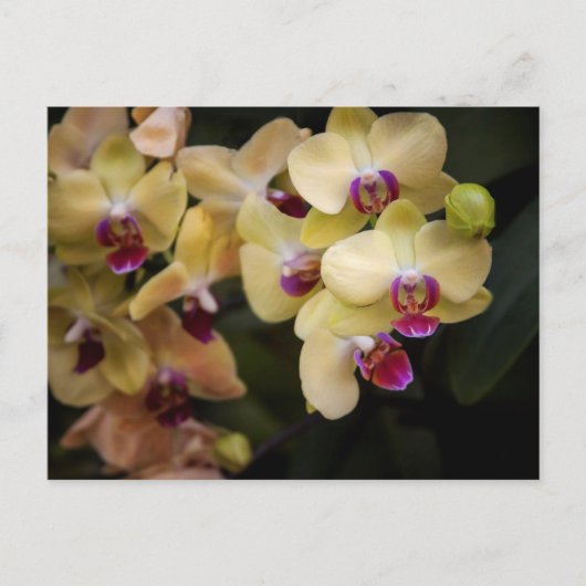 Orchideen, rosa und gelb postkarte (Vorderseite)