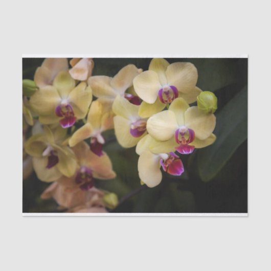 Orchideen, rosa und gelb seidenpapier (Vorderseite)