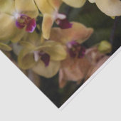 Orchideen, rosa und gelb seidenpapier (Ausschnitt)