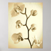 Orchideen {Sepia} | Poster (Vorne)