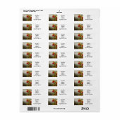 Orchideen und Hummingbird Heade (Vorne)