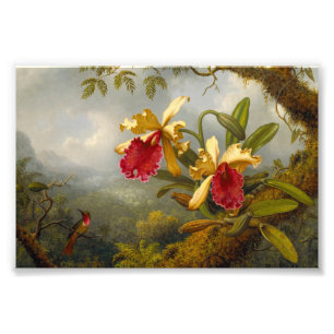Orchideen und Hummingbird Heade Fotodruck