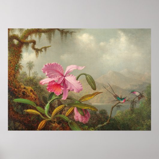 Orchideen und Kolibri von Martin Johnson Heade P Poster (Vorne)