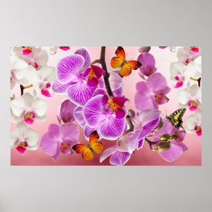 Orchideen und Schmetterlinge Poster