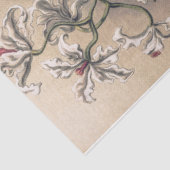 Orchideen von Ernst Haeckel Decoupage Seidenpapier (Ausschnitt)