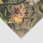 Orchideen von Ernst Haeckel Seidenpapier (Ausschnitt)