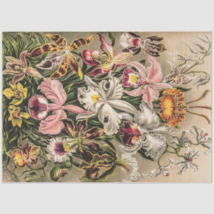 Orchideen von Ernst Haeckel Seidenpapier