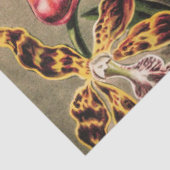 Orchideen von Ernst Haeckel Seidenpapier (Ausschnitt)