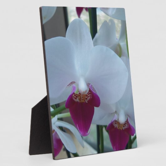 Orchideen, weiß und lila fotoplatte (Seite)