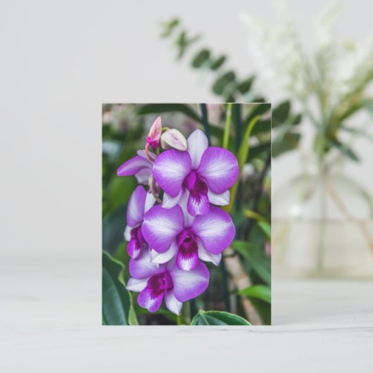 Orchideen, weiß und lila postkarte (Stehend Vorderseite)