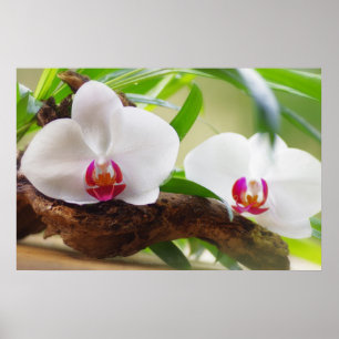 Orchideen Wellness Oase Poster