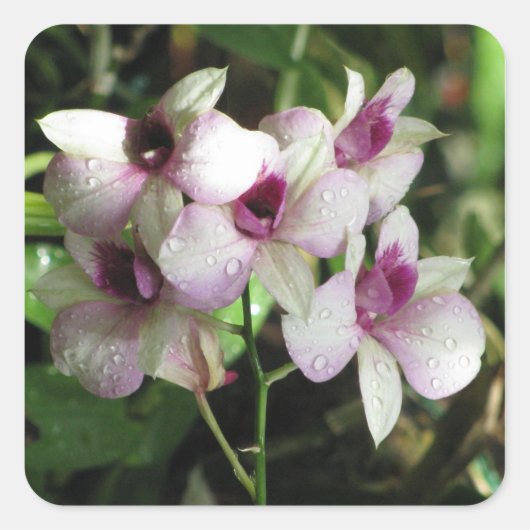 Orchideenaufkleber Quadratischer Aufkleber (Vorderseite)