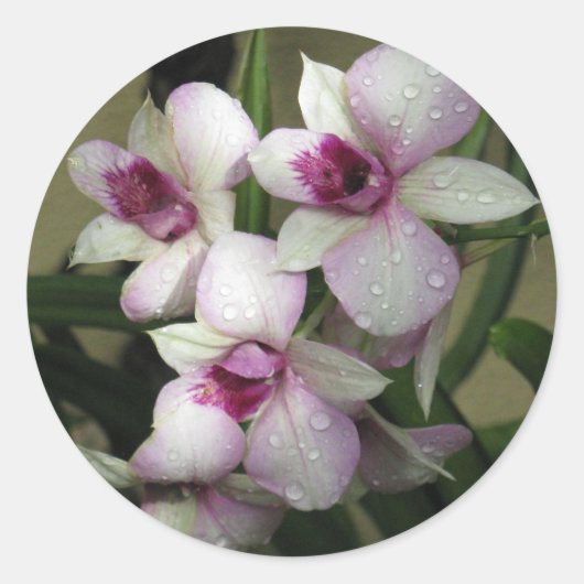 Orchideenaufkleber Runder Aufkleber (Vorderseite)