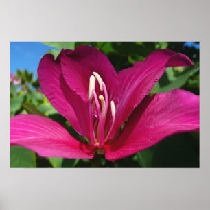 Orchideenbaum Blüte Tropische Blumen Poster