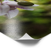 Orchideenblut Fotodruck (Ecke)