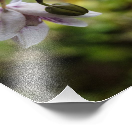 Orchideenblut Fotodruck (Ecke)