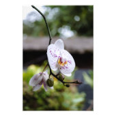 Orchideenblut Fotodruck (Vorne)