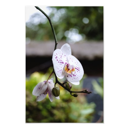 Orchideenblut Fotodruck (Vorne)