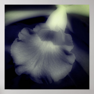 Orchideenblüte Hochkontrast Schwarz-Weiß Poster