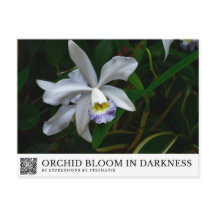 Orchideenblüte in der Dunkelheit
