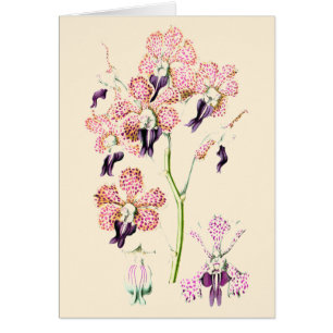 Orchideenblüte Rosa lila gepunktet vintage botanic