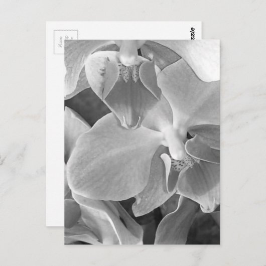Orchideenblüten in Graustufen Postkarte (Vorne/Hinten)